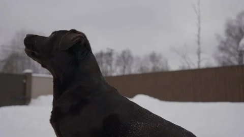 Cute brown labrador executing command speak and stand, woman training dog in 動画素材 236535934