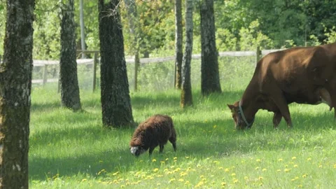 Cute Brown Lamb Grazing Next To Cow, Idyllic Summer Meadow Scene Vídeos de archivo 234818964