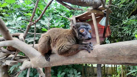 Cute brown lemur sitting on tree branch looking around curiously. 库存影片 343763109