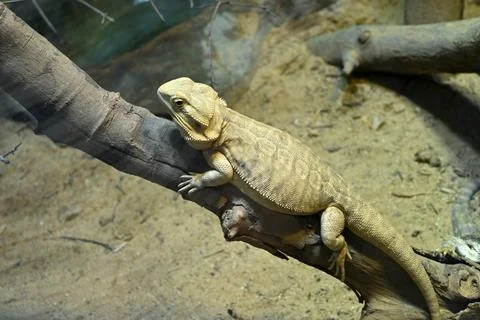 A cute brown lizard on the tree branch in the zoo Stock Photos