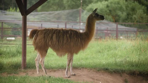 Cute brown llama is standing in the corral 스톡 동영상 142767587