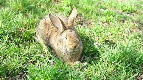 Cute brown long-eared rabbit on a green meadow Stock Footage 127247044