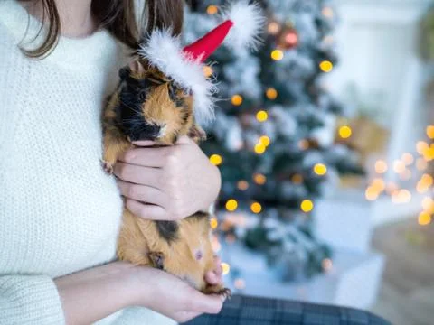 Cute brown mouse with Santa hat in female hands close-up Stock Photos