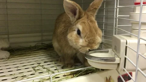 Cute Brown Netherland Dwarf Rabbit Drinking Water in Cage Stock Footage 327174892