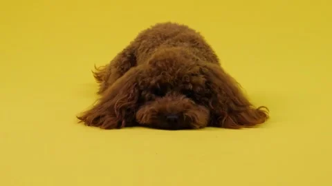 Cute brown poodle lying on bright yellow Stock Footage 301425428