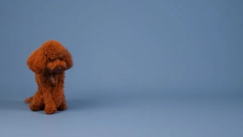 A cute brown poodle sits gracefully against a vibrant blue background, creating Stock Footage 304779857