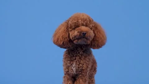 A cute brown poodle stands out against a blue background, highlighting its charm Stock Footage 304779772