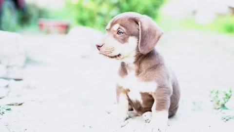 Cute brown puppy lying on ground outdoors close up low angle Stock Footage 344102152