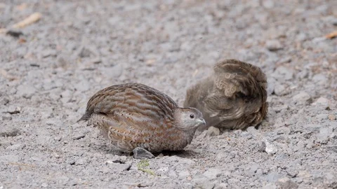 Cute brown quail bird bathing in dust on gravel path Stock Footage 108467581