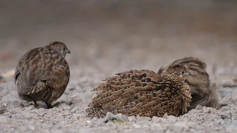 Cute brown quail bird bathing in dust on gravel path Stock Footage 108467713