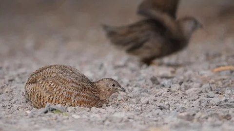 Cute brown quail bird bathing in dust on gravel path Stock Footage 108467901