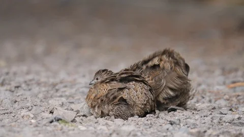 Cute brown quail bird bathing in dust on gravel path Stock Footage 108468022