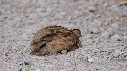 Cute brown quail bird bathing in dust on gravel path Stock Footage 108468147
