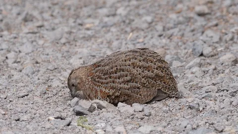 Cute brown quail bird bathing in dust on gravel path Stock Footage 108468378