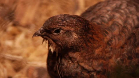 Cute Brown Quail Blinking Calmly 스톡 동영상 236269176