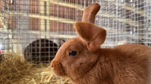 Cute Brown Rabbit in a Cage Stock Footage 285653278
