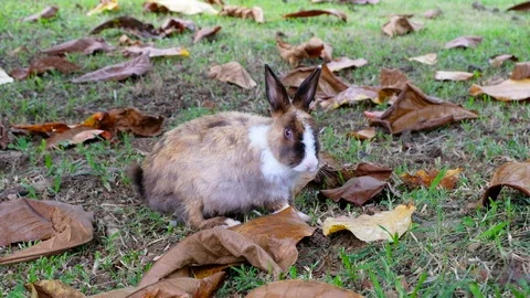 Cute brown rabbit eating grass in forest Thailand, UHD 4K video Stock Footage 93131533