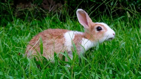 Cute brown rabbit eating grass in forest Thailand, UHD 4K video Stock Footage 93137737