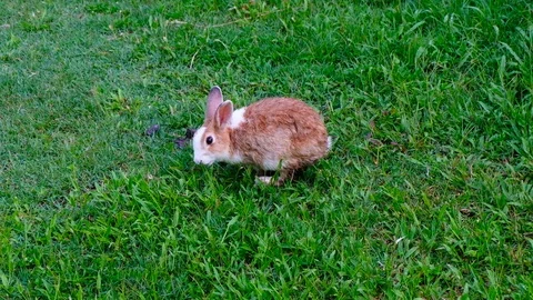 Cute brown rabbit eating grass in forest Thailand, UHD 4K video Stock Footage 93148977