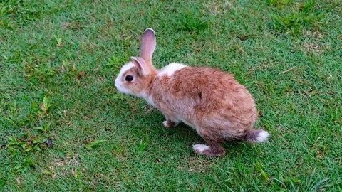 Cute brown rabbit eating grass in forest Thailand, UHD 4K video Stock Footage 93149913