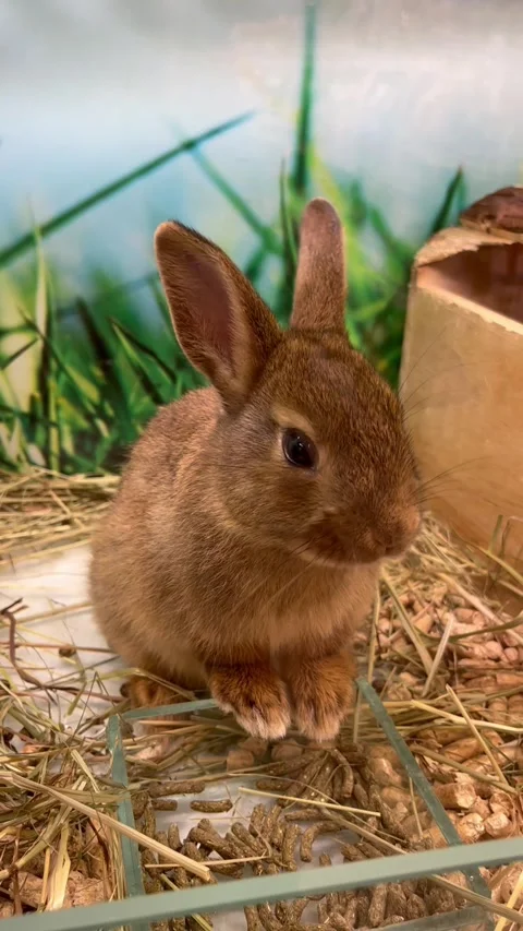 Cute Brown Rabbit Eating Hay in a Cozy Indoor Enclosure Видео 346414234