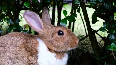 Cute brown rabbit lie down on grass in forest Thailand, UHD 4K video Stock Footage 93141022