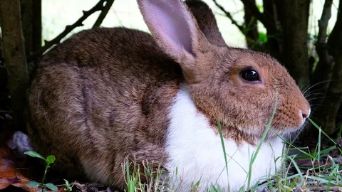 Cute brown rabbit lie down on grass in forest Thailand, UHD 4K video Stock Footage 93191915