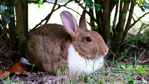 Cute brown rabbit lie down on grass in forest Thailand, UHD 4K video Stock Footage 93196367