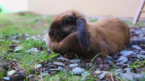 Cute Brown Rabbit Lying On The Floor Stock Footage 67986828
