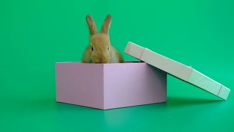 Cute brown rabbit with many action in pink gift box on green screen background Stock Footage 106963788