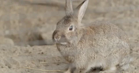 Cute brown rabbit resting and breathing in slow motion - close-up animal in zoo Stock Footage 203156320