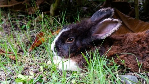 Cute brown rabbit sick, ear diseased lie down on grass in forest Thailand Stock Footage 93134169