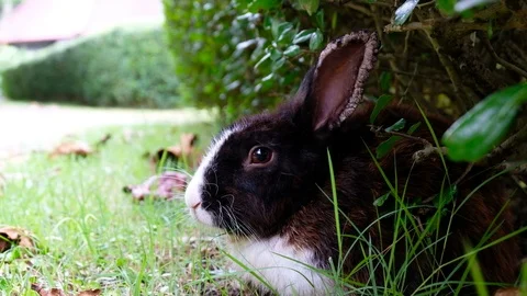 Cute brown rabbit sick, ear diseased lie down on grass in forest Thailand Stock Footage 93145447