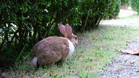 Cute brown rabbit sitting on grass in forest Thailand, UHD 4K video Stock Footage 93136260