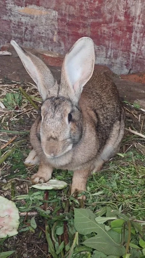 A cute brown rabbit sitting on the ground surrounded by green leaves 스톡 동영상 335248680