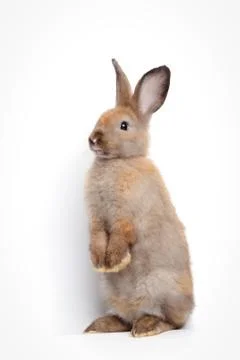 Cute brown rabbit standing on two legs, white background. 库存照片