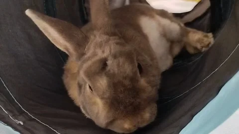 Cute brown rex rabbit lying down and resting inside a soft pet tunnel Stock Footage 338125030
