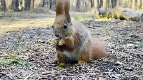 Cute brown rodent eating found walnuts at summer park. Wild fluffy squirrel gnaw Stock Footage 342437044