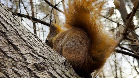 Cute brown rodent sitting at tree gnawing nut at autumn forest. Wild fluffy.. Stock Photos