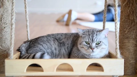 Cute Brown Scottish British cat lying in swings, Stock-Footage 113138620
