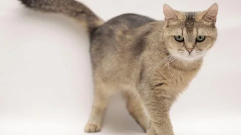 Cute brown scottish cat on a light background Stock Footage 245631987