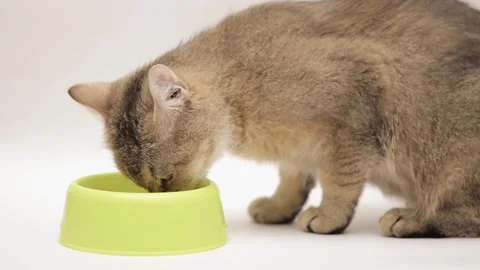 Cute brown scottish cat on a light background 스톡 동영상 245632237