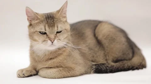 Cute brown scottish cat on a light background Vídeo Stock 245632254