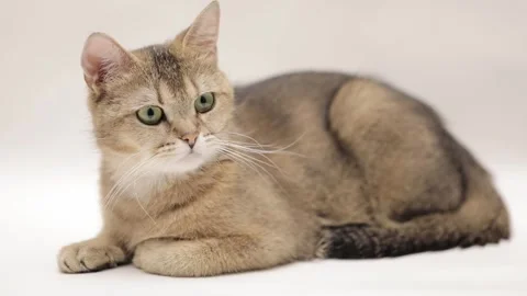 Cute brown scottish cat on a light background Video stock 246742143