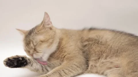 Cute brown scottish cat on a light background Stock Footage 248141005