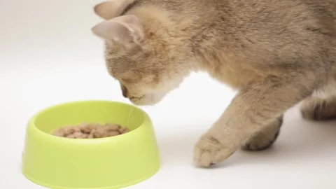 Cute brown scottish cat on a light background Stock-Footage 248141027