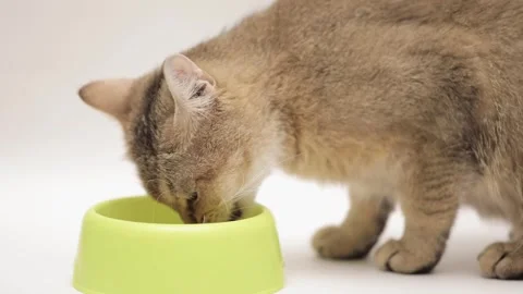 Cute brown scottish cat on a light background Stock Footage 249014495