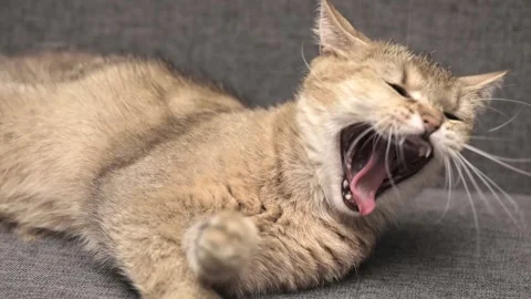 Cute brown scottish cat yawns Stock Footage 247828954