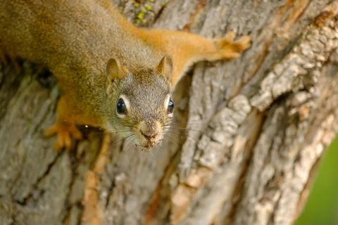 Cute Brown Squirrel Posing on Tree Close-Up Stock Photos