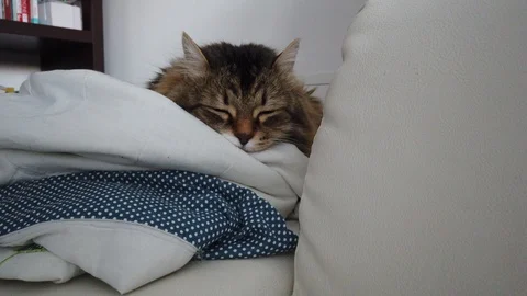 Cute brown tabby cat on a blanket, siberian breed Stock Footage 127698233